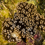 Melibe coralophilia